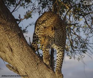 пазл Леопард на ветке дерева